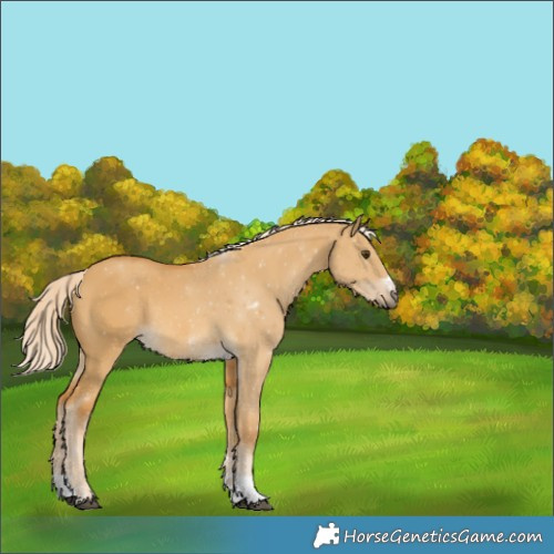 Horse Color:Palomino Dun Rabicano 