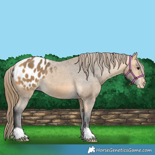 Horse Color:Buckskin Blanket 