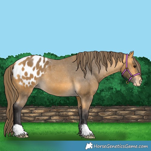Horse Color:Buckskin Appaloosa 
