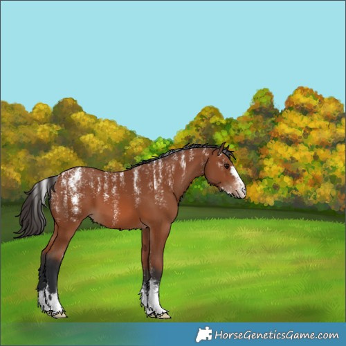 Horse Color:Powder White Bay 