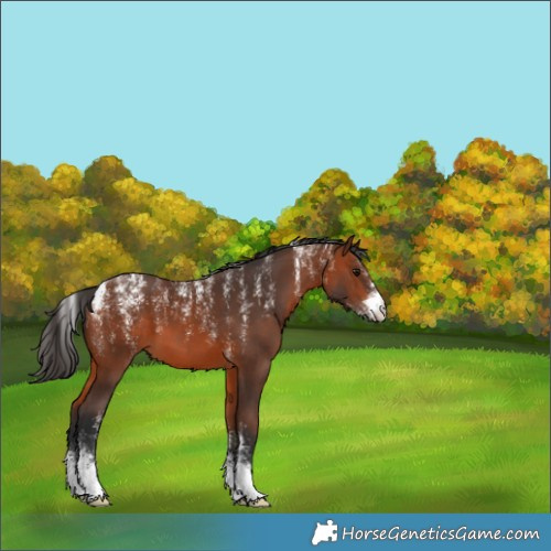 Horse Color:Powder White Bay 