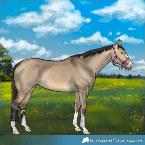 Horse Color:Buckskin Dun