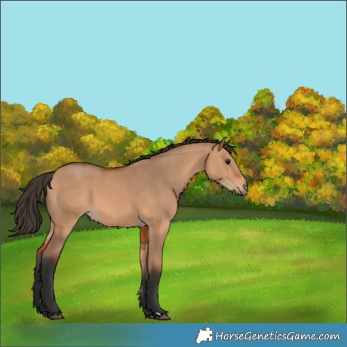 Horse Color:Bay Dun 