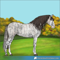 Horse Color:Blue Roan Sabino Splash  and Classic Champagne Roan Sabino Splash 
