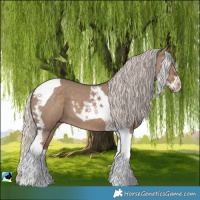 Horse Color:Silver Grullo Sabino Tobiano 