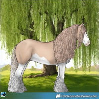 Horse Color:Gold Champagne Dun Splash 