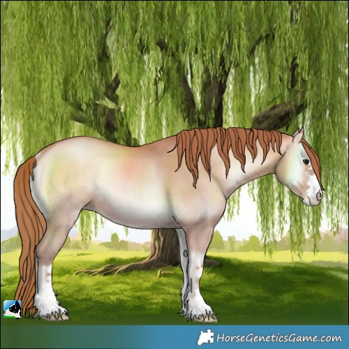 Horse Color:Bay Pearl Onyx Rabicano 