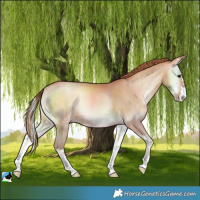 Horse Color:Bay Pearl Onyx Rabicano
