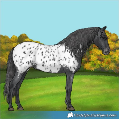 Horse Color:Black Appaloosa 