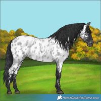Horse Color:Blue Roan Near Leopard
