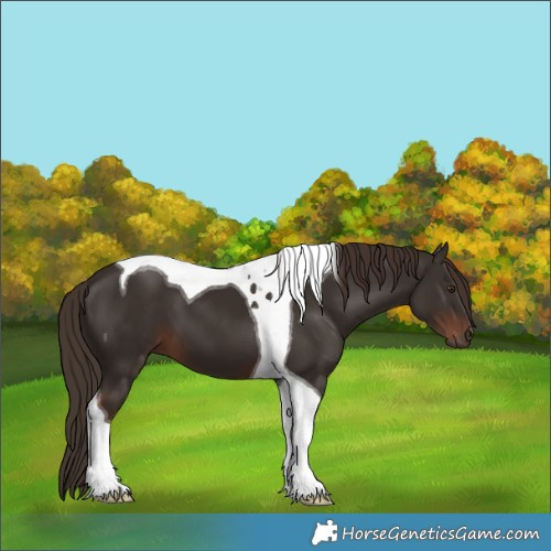 Horse Color:Liver Chestnut Tobiano