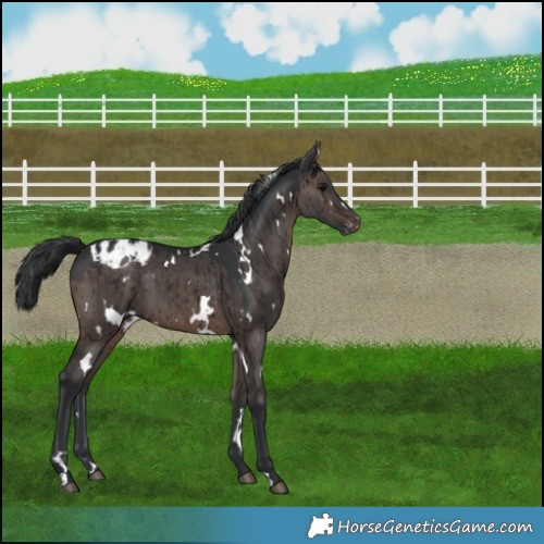 Horse Color:White Spotted Brown Dun Blanket Brindle 