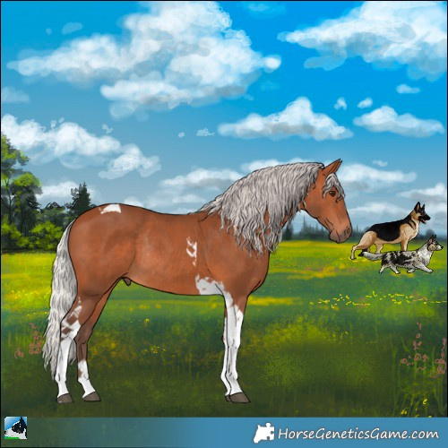 Horse Color:Silver Bay Tobiano Rabicano 