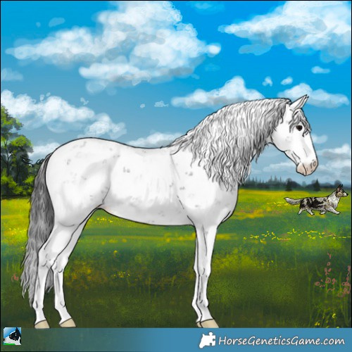 Horse Color:Black Sabino Rabicano 