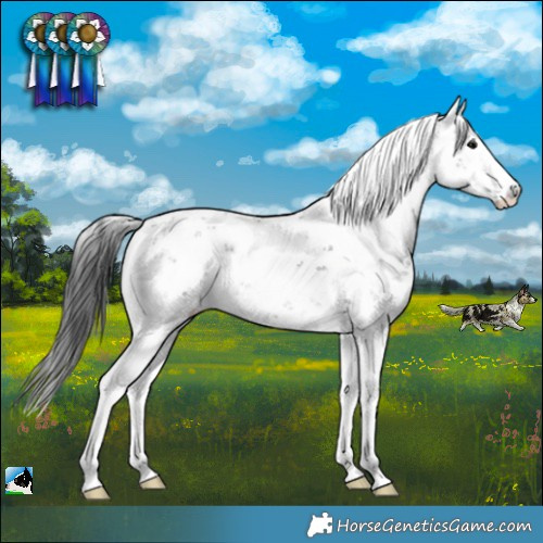 Horse Color:Black Sabino Rabicano 