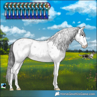 Horse Color:Black Sabino Rabicano
