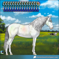 Horse Color:Black Sabino Rabicano 