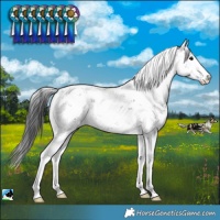 Horse Color:Black Sabino Rabicano 