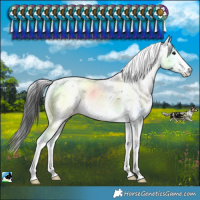 Horse Color:Black Sabino Rabicano