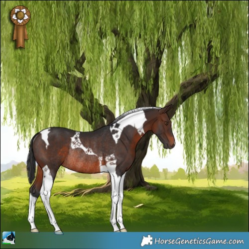 Horse Color:Brown Tobiano Rabicano 