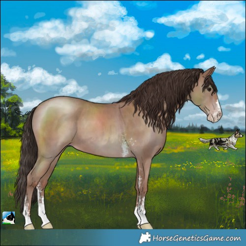 Horse Color:Classic Champagne Sabino 