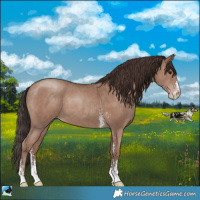 Horse Color:Classic Champagne Sabino 