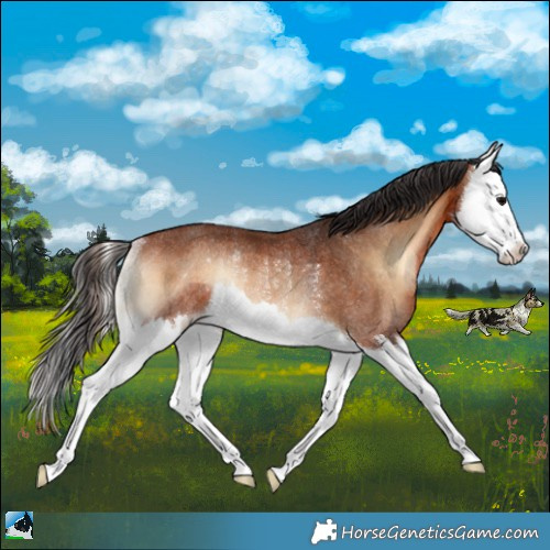 Horse Color:Bay Onyx Splash Rabicano 