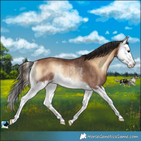 Horse Color:Bay Onyx Splash Rabicano 