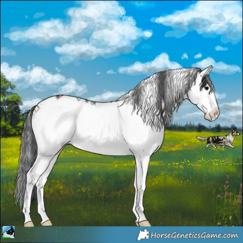 Horse Color:Brown Onyx Sabino Rabicano