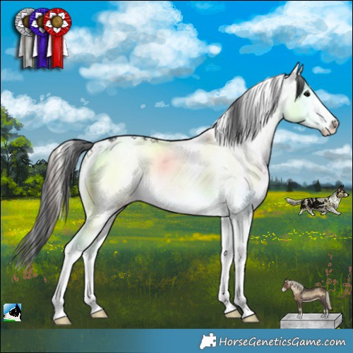 Horse Color:Brown Onyx Sabino Rabicano 