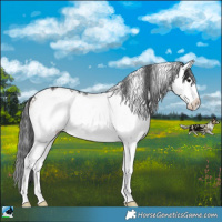 Horse Color:Brown Onyx Sabino Rabicano 