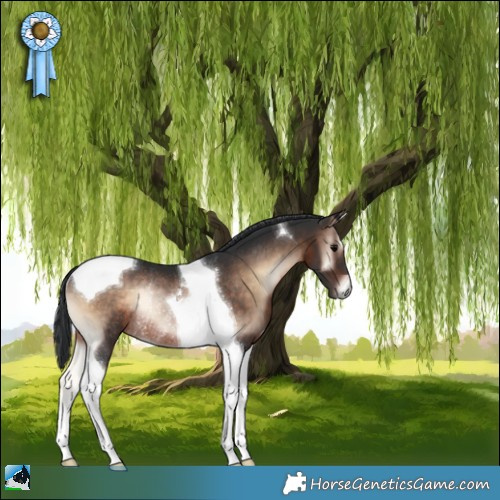 Horse Color:Brown Onyx Tobiano Rabicano 