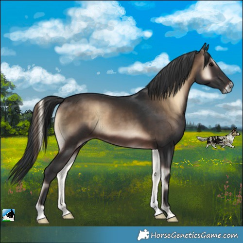 Horse Color:Brown Onyx