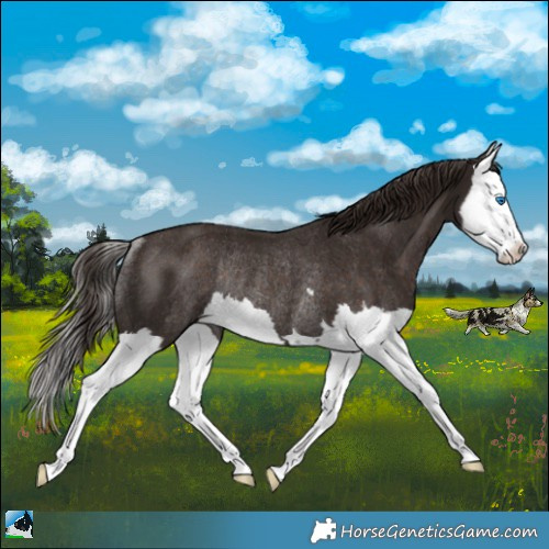 Horse Color:Liver Chestnut Splash Rabicano
