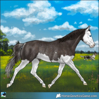 Horse Color:Liver Chestnut Splash Rabicano 