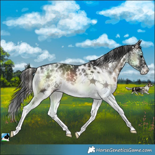 Horse Color:Blue Onyx Sabino 