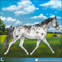 Horse Color:Blue Onyx Sabino