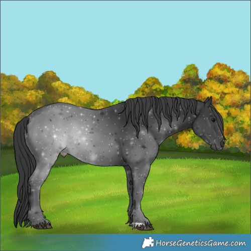 Horse Color:Black 