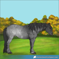 Horse Color:Black 
