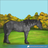 Horse Color:Black 