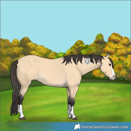 Horse Color:Buckskin Splash 