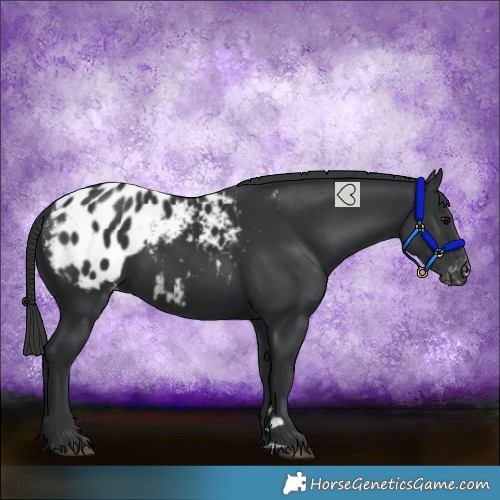 Horse Color:Black Blanket 