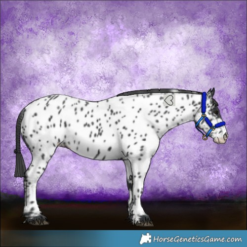 Horse Color:Black Near Leopard 