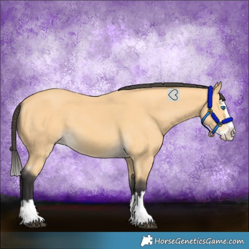 Horse Color:Buckskin Splash 