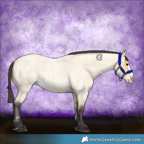 Horse Color:Buckskin Roan Splash 
