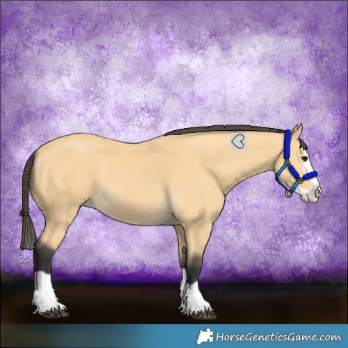 Horse Color:Buckskin Splash 