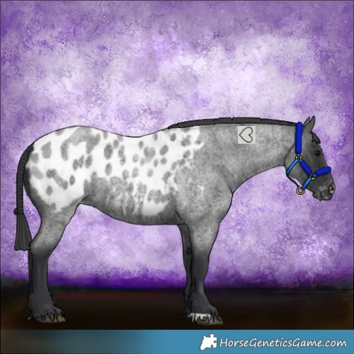Horse Color:Blue Roan Near Leopard 