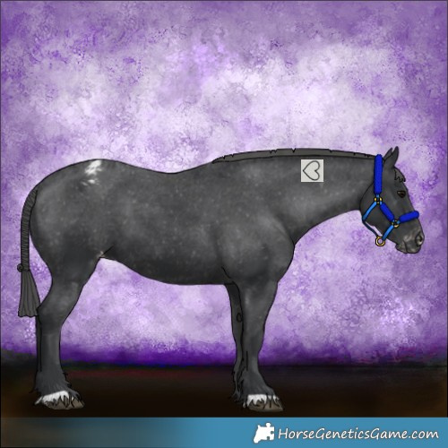 Horse Color:Black Varnish 