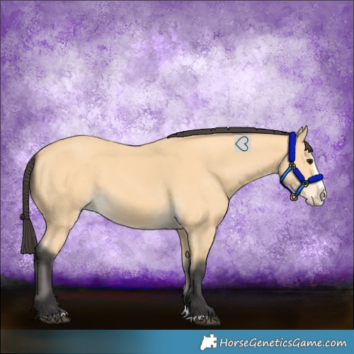 Horse Color:Buckskin Splash 