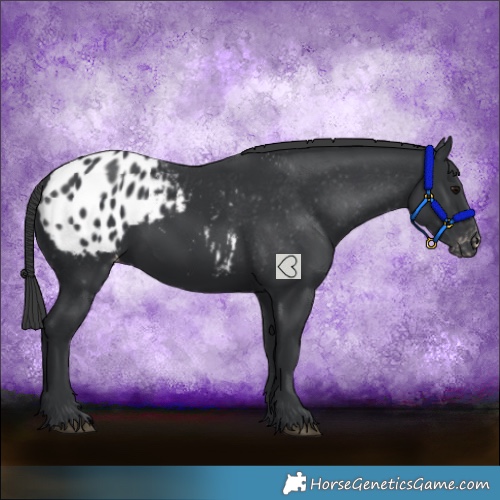 Horse Color:Black Blanket 